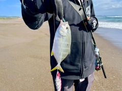ギンガメアジの釣果