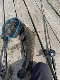 ライギョの釣果