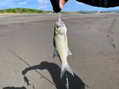 ツバメコノシロの釣果