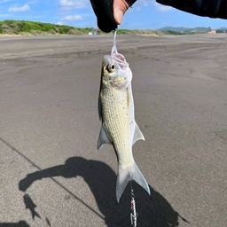 ツバメコノシロ