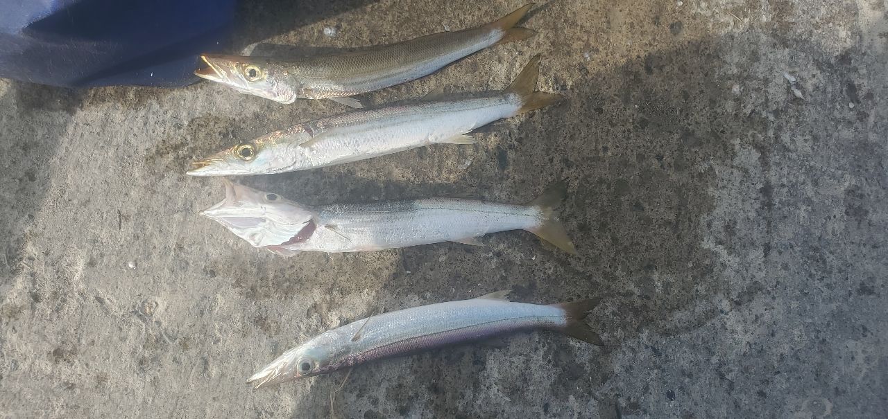 カマス