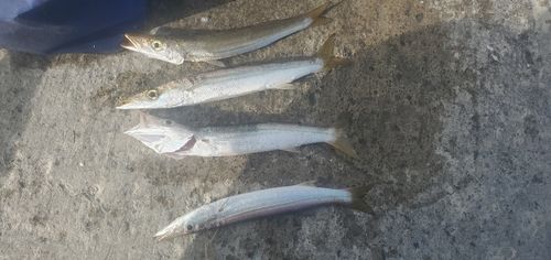 館山湾