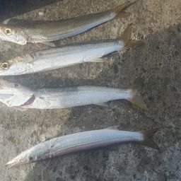 カマス