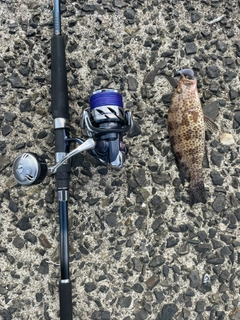 オオモンハタの釣果