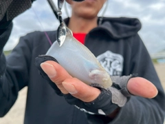 シタビラメの釣果