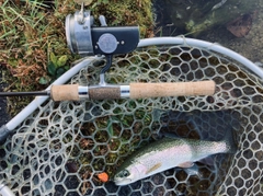 ニジマスの釣果