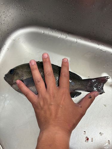 メジナの釣果