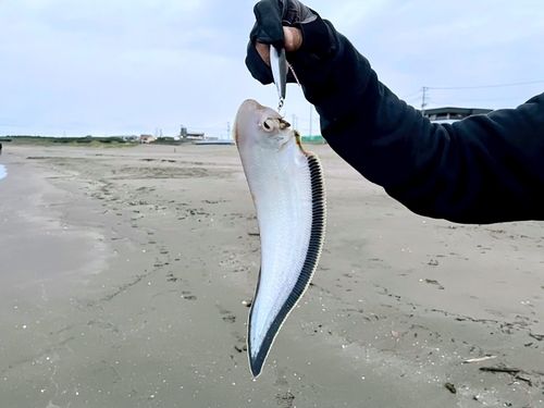 シタビラメの釣果