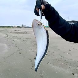 シタビラメ