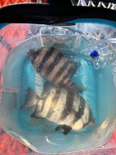 イシダイの釣果