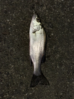 セイゴ（マルスズキ）の釣果