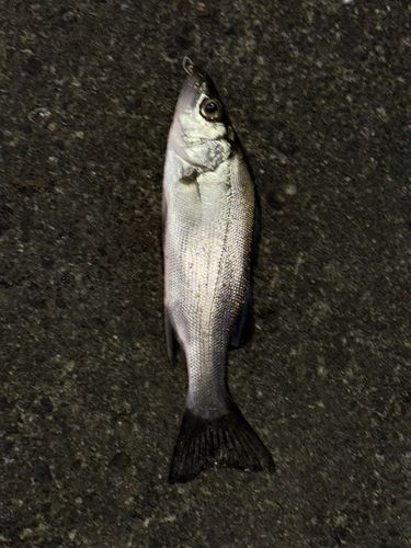 セイゴ（マルスズキ）の釣果