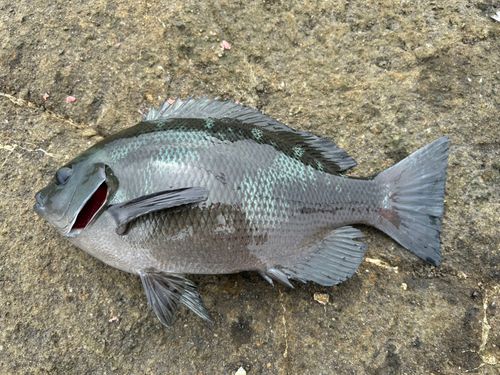 グレの釣果