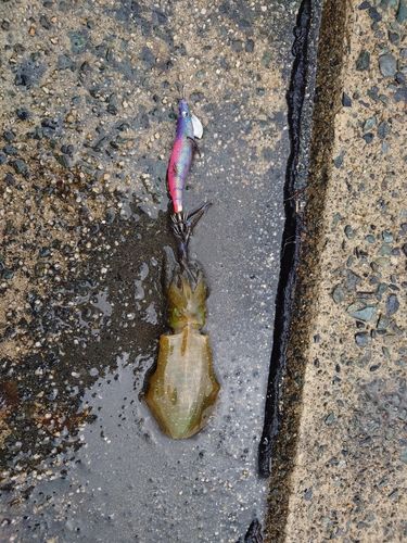 アオリイカの釣果