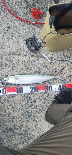 サゴシの釣果