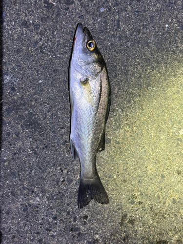 セイゴ（マルスズキ）の釣果