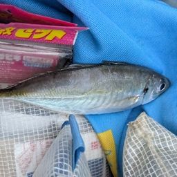 アジ