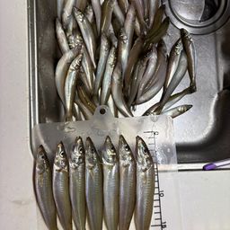 シロギス