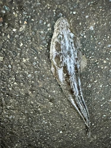 マゴチの釣果