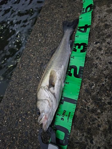 フッコ（マルスズキ）の釣果