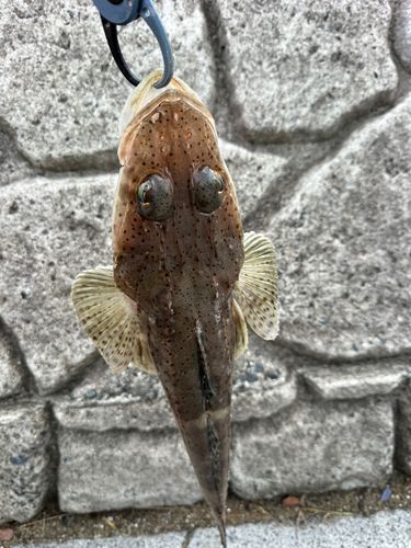 コチの釣果