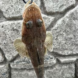 コチ