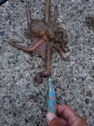タコの釣果