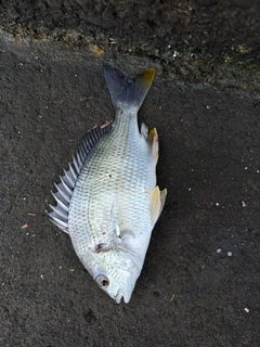 キビレの釣果