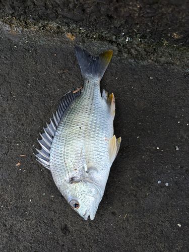 キビレの釣果