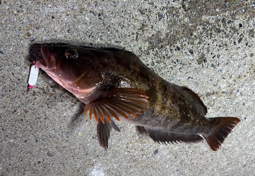 アイナメの釣果