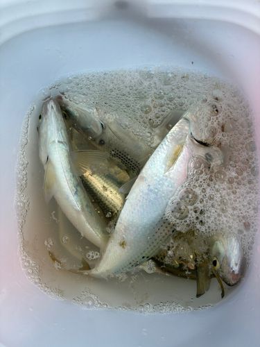 オリジナルメーカー海釣り公園