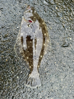 ソゲの釣果