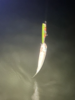 ボラの釣果