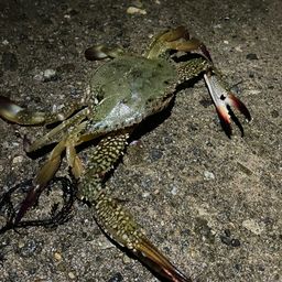 ワタリガニ