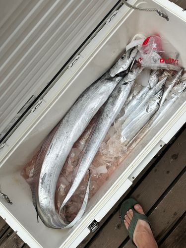 タチウオの釣果
