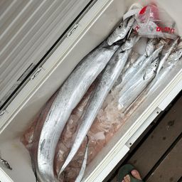 タチウオ