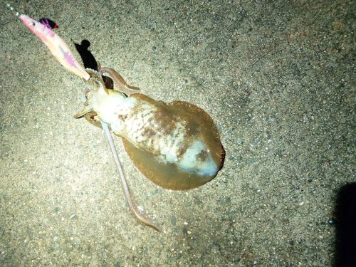 アオリイカの釣果