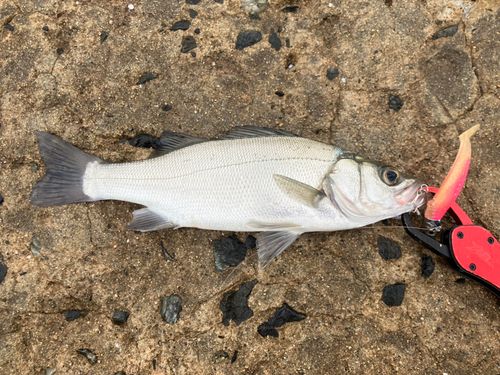 セイゴ（ヒラスズキ）の釣果