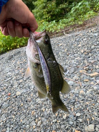 ブラックバスの釣果
