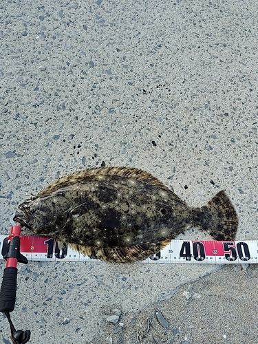 ヒラメの釣果