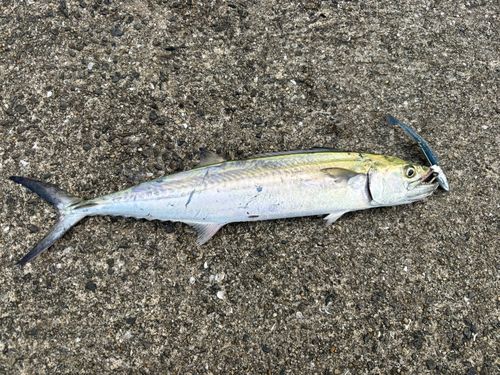 サゴシの釣果