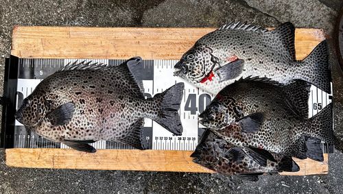 イシガキダイの釣果