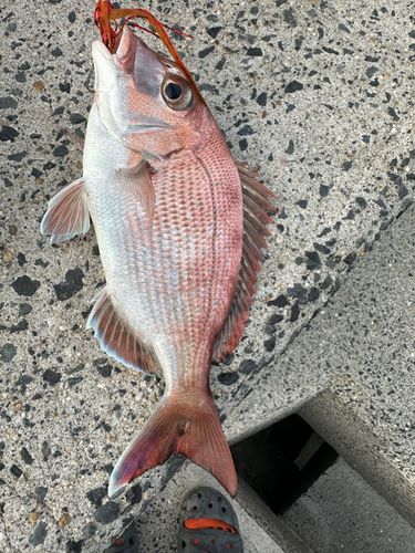 タイの釣果
