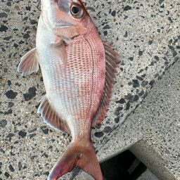 タイ