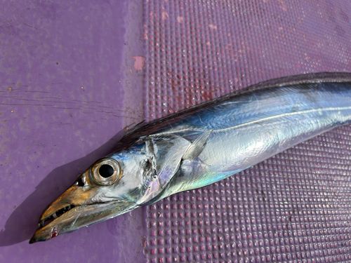 タチウオの釣果