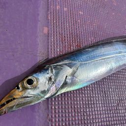 タチウオ
