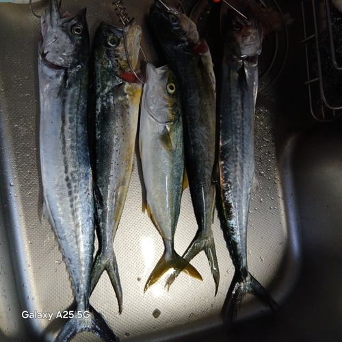 サゴシの釣果