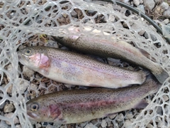 ニジマスの釣果