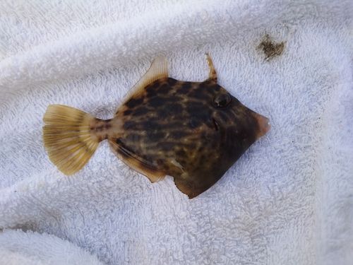 カワハギの釣果