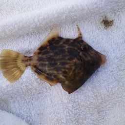 カワハギ